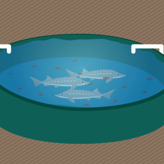 Hatchery of White Sturgeon